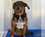 Small #1 Beagle Mix