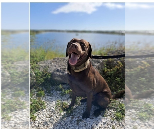 Medium Photo #1 Labrador Retriever Puppy For Sale in LEHIGH ACRES, FL, USA