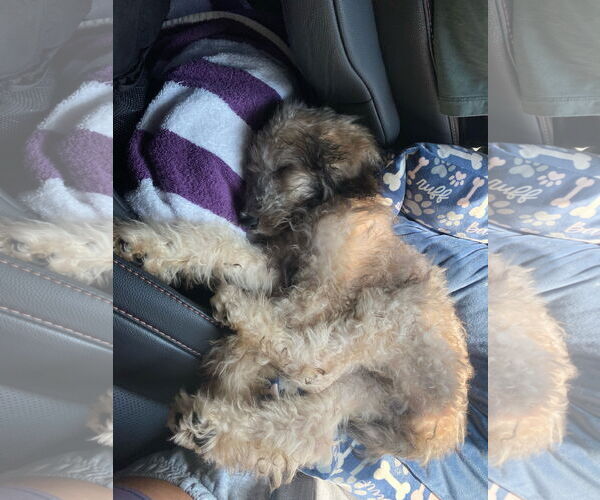 Medium Photo #1 Poodle (Miniature) Puppy For Sale in Valrico, FL, USA