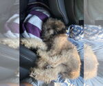 Small Poodle (Miniature)