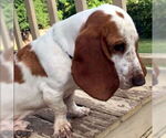 Small #1 Basset Hound