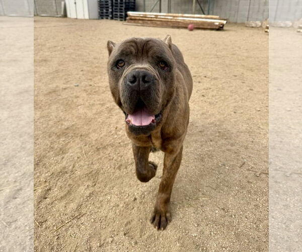 Medium Photo #2 Mutt Puppy For Sale in Goodyear, AZ, USA