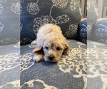 Small Photo #26 Miniature Labradoodle Puppy For Sale in HOMETOWN, PA, USA