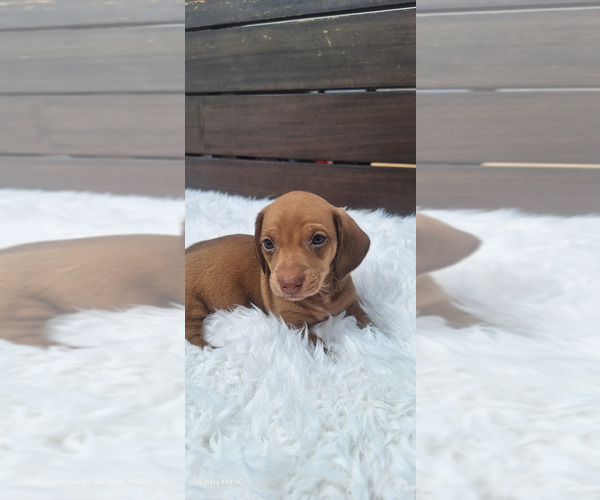 Medium Photo #9 Dachshund Puppy For Sale in TWENTYNINE PALMS, CA, USA