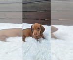 Small #8 Dachshund