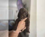 Small Photo #36 English Springer Spaniel-Labradoodle Mix Puppy For Sale in THE DALLES, OR, USA