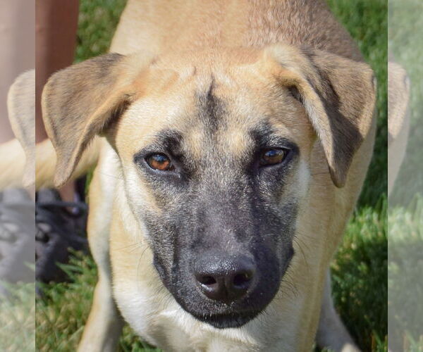 Medium Photo #1 Shepradors Puppy For Sale in Huntley, IL, USA