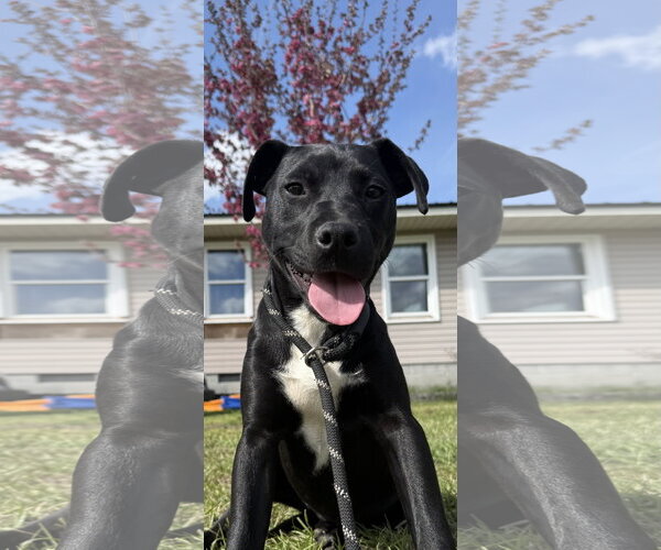 Medium Photo #1 Mutt Puppy For Sale in Rockaway, NJ, USA