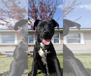 Mutt Dogs for adoption in Rockaway, NJ, USA