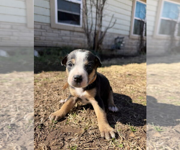 Medium Photo #4 Australian Shepherd-Unknown Mix Puppy For Sale in OKLAHOMA CITY, OK, USA