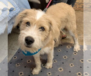 Labrador Retriever-Wheaten Terrier Mix Dogs for adoption in Blairsville, GA, USA