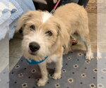 Small Labrador Retriever-Wheaten Terrier Mix