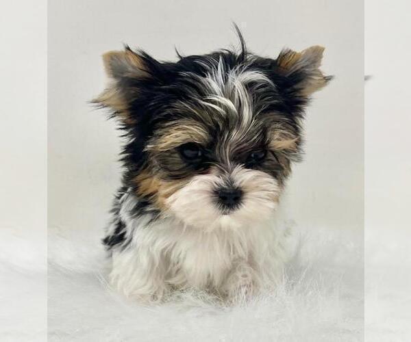 Medium Photo #19 Biewer Terrier Puppy For Sale in MIAMI BEACH, FL, USA