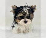 Small #18 Biewer Terrier