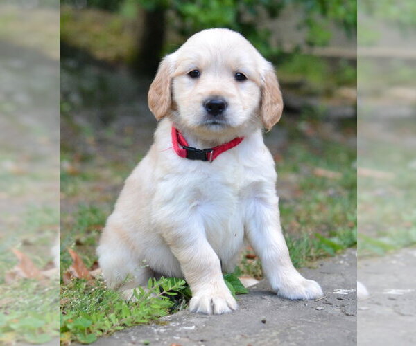 Medium Photo #1 Golden Retriever Puppy For Sale in Germanton, TN, USA