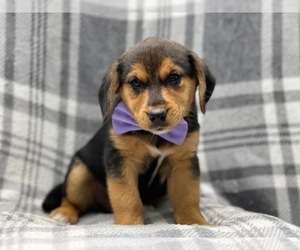 Beagle-Unknown Mix Puppy for sale in LAKELAND, FL, USA