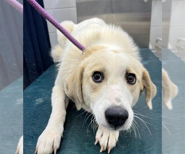 Medium Photo #1 German Shepherd Dog Puppy For Sale in Mobile, AL, USA