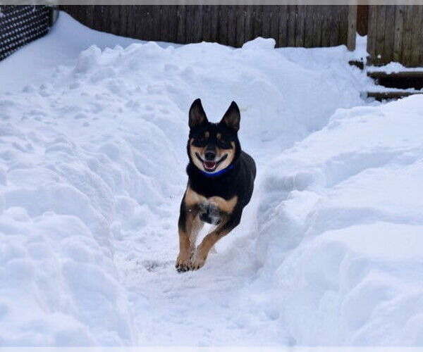 Medium Photo #11 Mutt Puppy For Sale in West Cornwall, CT, USA