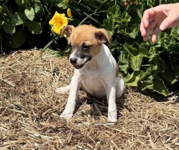 Medium Photo #5 Jack Russell Terrier Puppy For Sale in THORP, WI, USA