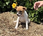 Small #4 Jack Russell Terrier