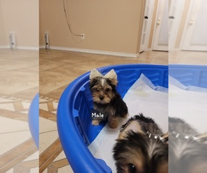 Yorkshire Terrier Puppy for sale in HARKER HEIGHTS, TX, USA
