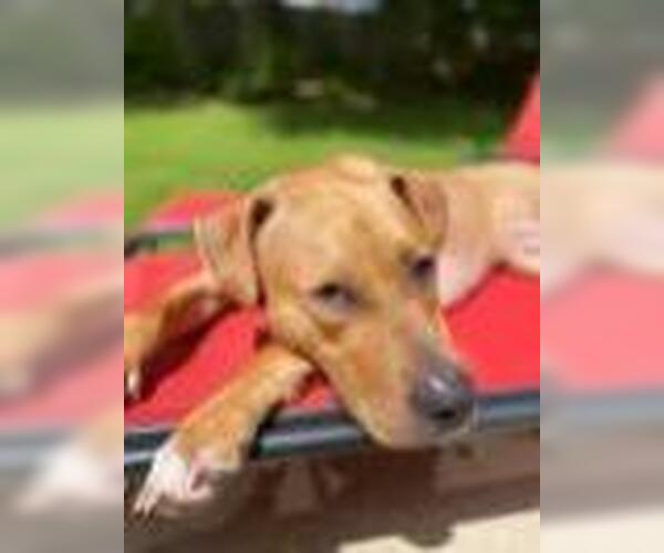 Medium Photo #10 American Pit Bull Terrier-Rhodesian Ridgeback Mix Puppy For Sale in Spotsylvania, VA, USA