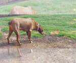 Small #4 American Pit Bull Terrier Mix