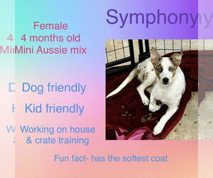 Australian Shepherd-Unknown Mix Dogs for adoption in New Oxford , PA, USA