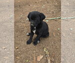 Small Labrador Retriever Mix