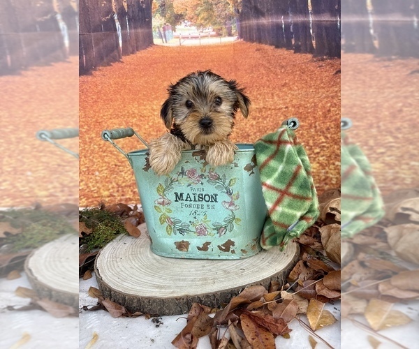 Medium Photo #7 Yorkshire Terrier Puppy For Sale in OCALA, FL, USA
