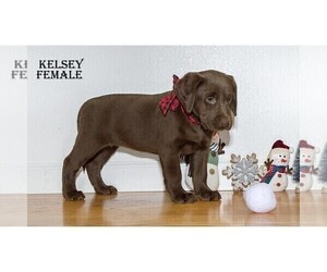 Labrador Retriever Puppy for sale in CLARE, MI, USA
