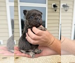 Puppy Daisy French Bulldog