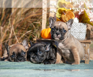 French Bulldog Litter for sale in MILLERSBURG, OH, USA