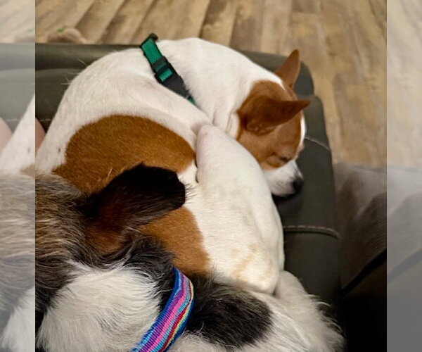 Medium Photo #3 Rat Terrier-Unknown Mix Puppy For Sale in Atlanta, GA, USA