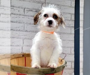 Shih Tzu-Unknown Mix Dogs for adoption in Lakewood, CO, USA