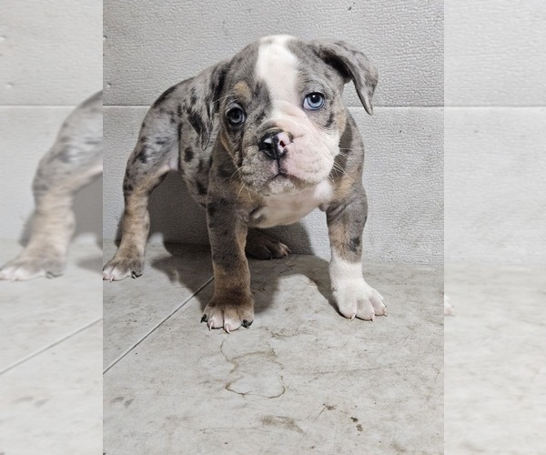Medium Photo #7 Olde English Bulldogge Puppy For Sale in NILES, MI, USA