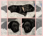 Puppy Paris Goldendoodle