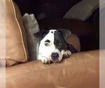 Small #2 Mutt