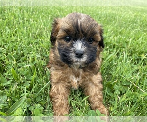 ShihPoo Puppy for Sale in IRVINGTON, Kentucky USA