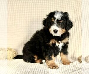 Bernedoodle (Miniature) Puppy for sale in GORDONVILLE, PA, USA