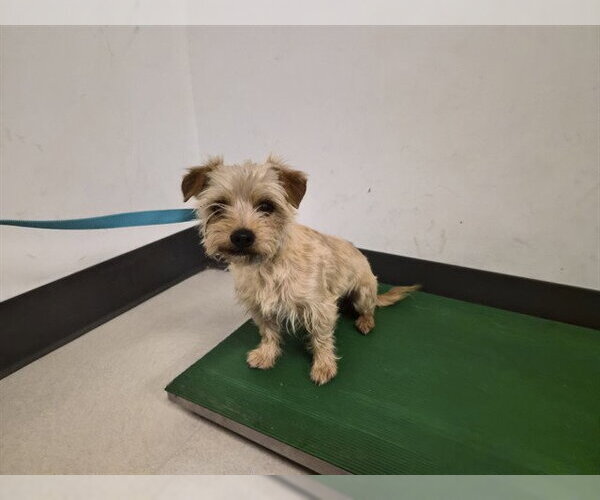 Medium Photo #1 Mutt Puppy For Sale in Corona, CA, USA