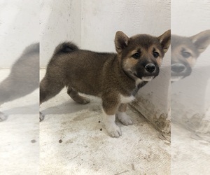 Medium Shiba Inu