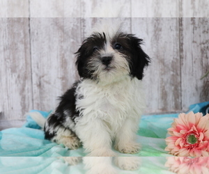 Havanese Puppy for sale in SHILOH, OH, USA