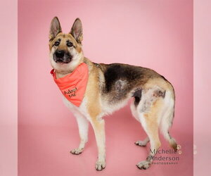 German Shepherd Dog Dogs for adoption in Corona, CA, USA