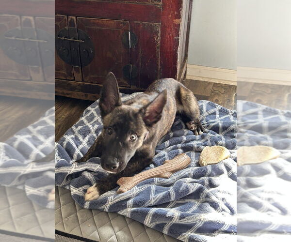 Medium Photo #6 Holland Shepherd-Unknown Mix Puppy For Sale in Imlay City, MI, USA