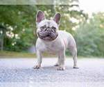 Small #13 French Bulldog