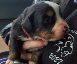 Small #4 Bernese Mountain Dog