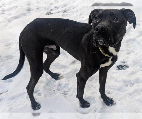 Medium Photo #1 Mutt Puppy For Sale in Akron, OH, USA