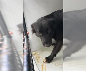 Shepradors Dogs for adoption in Houston, TX, USA