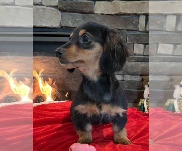Medium Photo #14 Dachshund Puppy For Sale in NOBLESVILLE, IN, USA